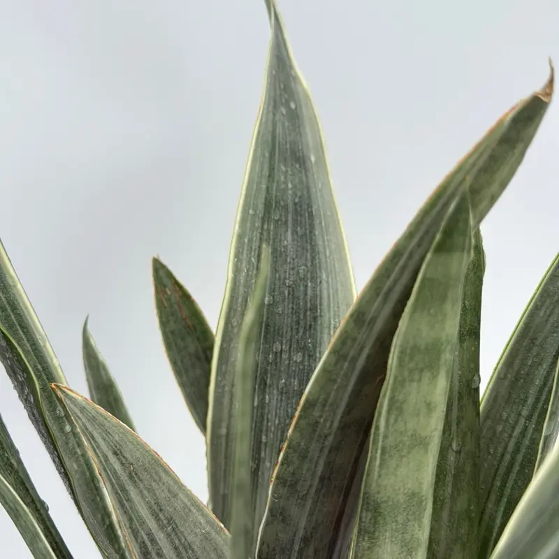Xl Sansevieria Sayuri 8" Pot Snake Plant in Pot Versatile Lighting Solution Beginner Friendly Plant  Long Lasting Outdoor Planters