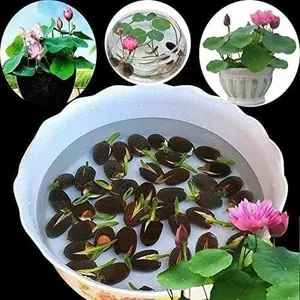 20+pcs /40+pcs /80+pcs /160+pcs Lotus stone Mixed Colors, Water Lily Flower Plant  - Great Ornamental Courtyard Viable Aquatic Water Features  - Bonsai Home Garden Pond Decor