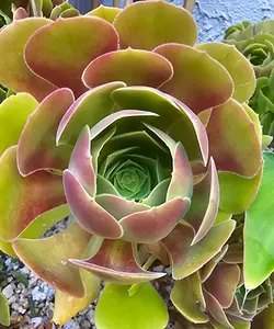 🌹✨ Aeonium Blushing Beauty Cuttings – The Rosy Charmer Your Garden’s Been Flirting With ✨🌹 4-7" - total of 8 cuttings
