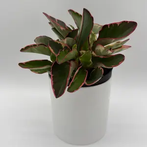 Variegated Peperomia Clusiifolia 'Ginny' 6" Pot Pet Safe House Plant with Unique Variegated Leaves for Beginners Easy Care Indoor Decor