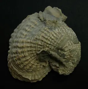Authentic Exogyra Fossil Oyster from the Cretaceous Period Old Natural Stone Specimen for Collectors Education Display