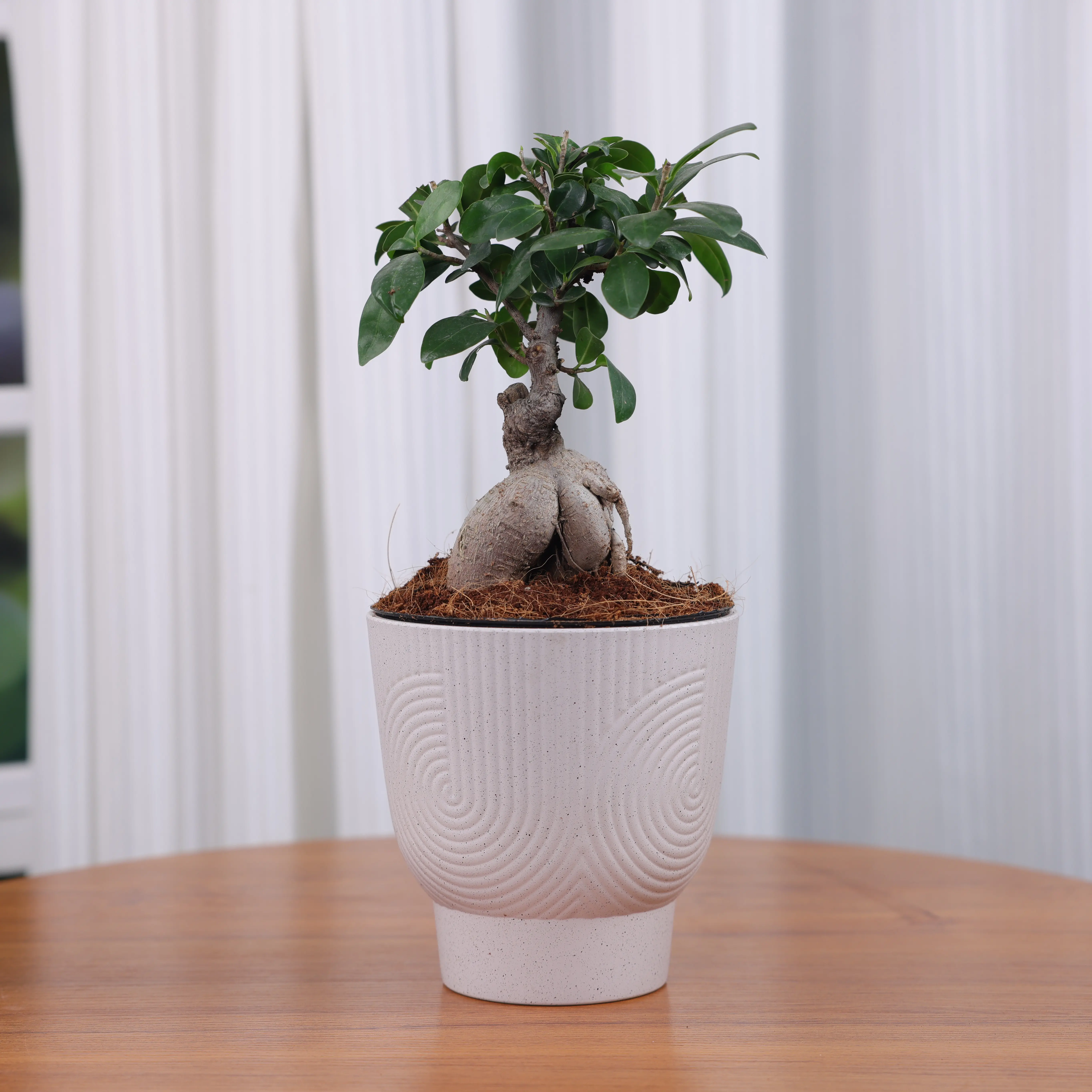6FIC001   Ficus Ginseng Bonsai Tree Live Plant, 6 Inch Pot, Indoor Houseplant for Home Office Decor, Unique Root Trunk Greenery