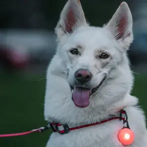 SpotLit® Rechargeable Collar Light - Disco Select™