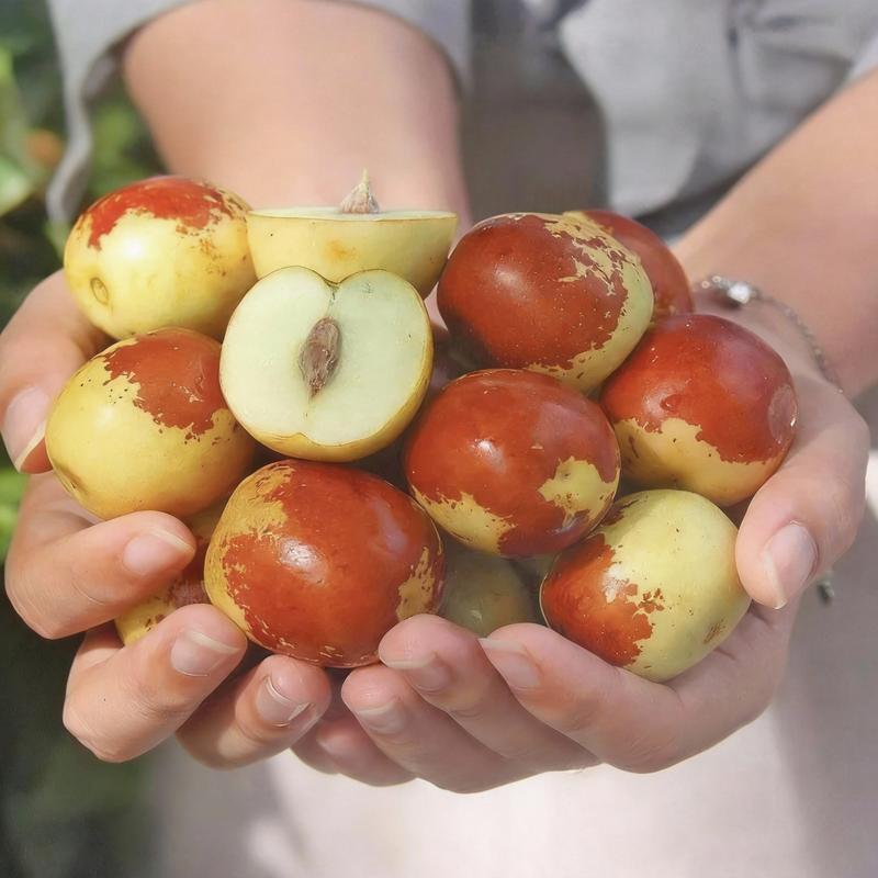 Heirloom Non-GMO Winter Jujube sapling for Pots or Garden Perfect for North or South Growth Blooms in Spring and Summer Heavy Fruit Production