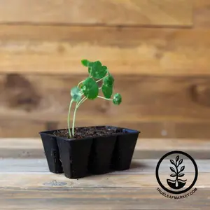 6 Cell Heavy Duty Plug Tray Inserts - Re-usable, With Holes