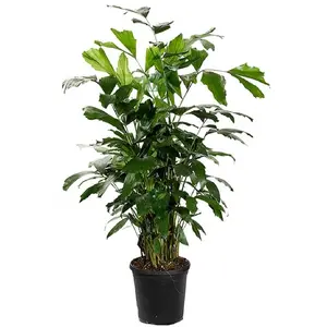 Fishtail Palm - Live Plant in an 10 Inch Growers Pot - Caryota Mitis - Beautiful Clean Air Indoor Outdoor Houseplant
