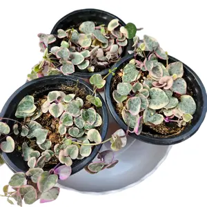 Variegated String of Hearts 4 Inch - Decorative Plant for Home
