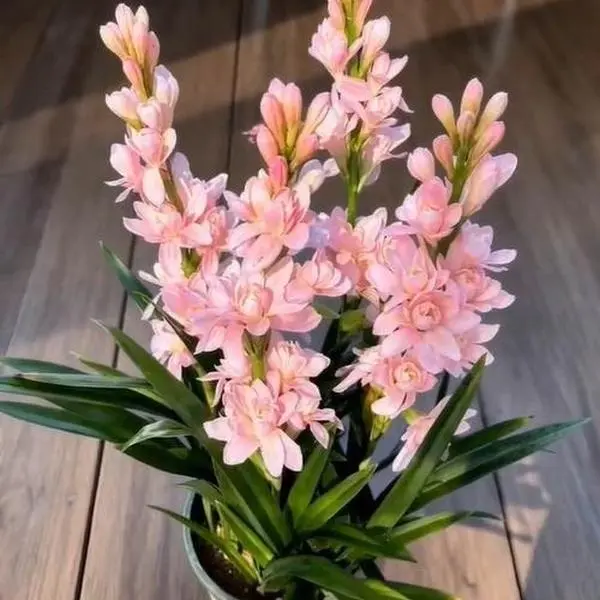 Tuberose Flower Seeds for Planting, Fragrant Double Tuberose Seeds, Night Blooming Perfume Flower, Sweet Scented Perennial Garden Flowers, Easy Grow Home Garden Seeds