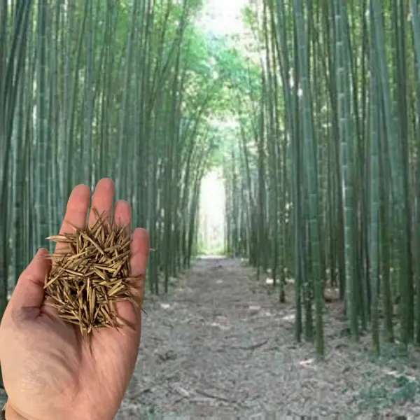 Green River Seeds 50 Pcs Moso Bamboo Seeds Gardening - Premium Natural Bamboo Seed Pack, Sustainable Material For Home Gardening, Outdoor Landscaping Projects, Perennial Privacy Screen Use, High Germination Quality