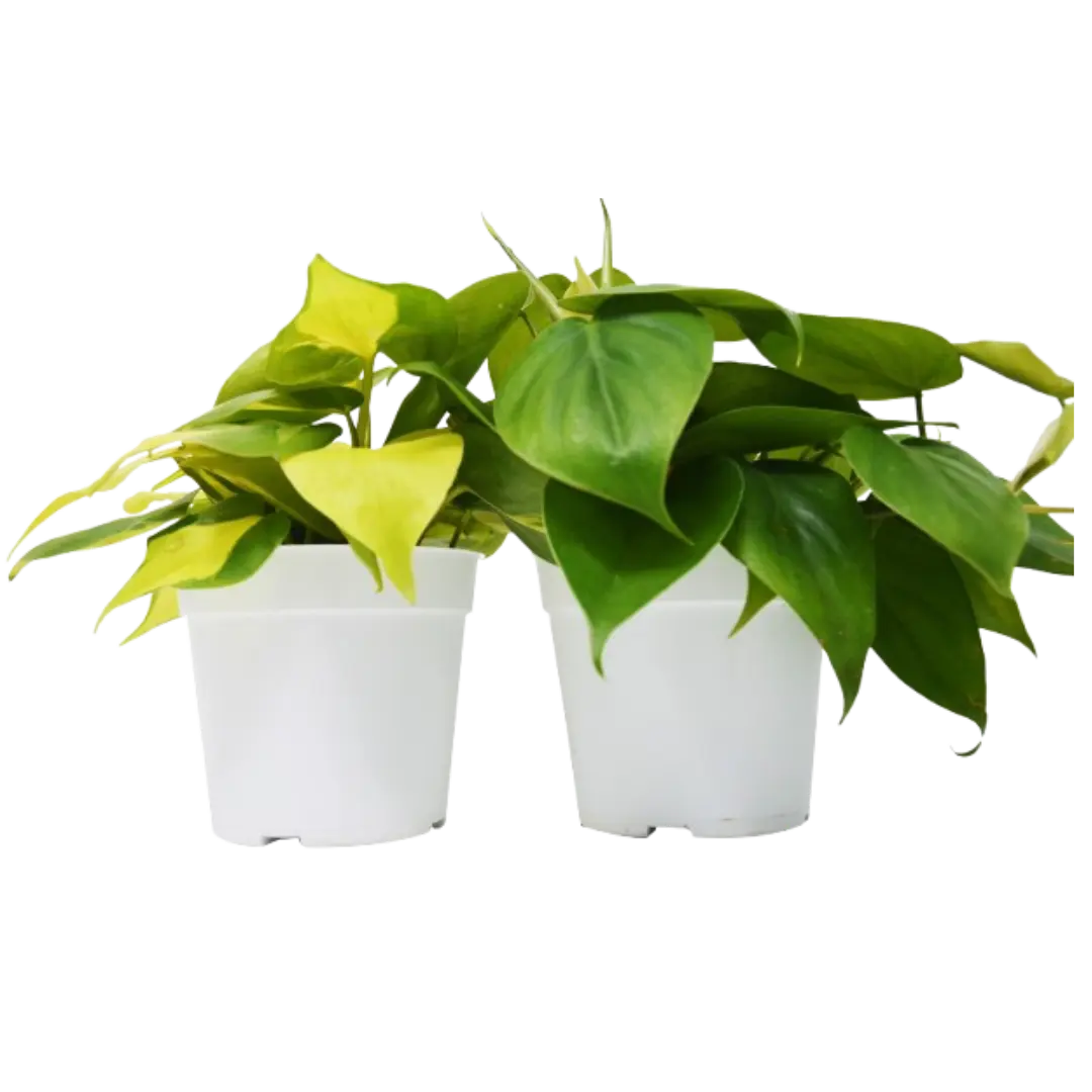 4" Philodendron, 2 Plant Variety Pack, Live Houseplants, Indoor Plants