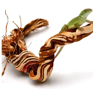 Rare Natural Reptile Branch – Hand Collected Climbing Wood for Bearded Dragons & Geckos