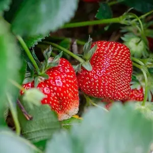 Camarosa Strawberry Plants | June Bearing | Buy 4 Get 1 | Early Harvest, Large, Sweet Berries | Perfect for Containers & Growers | Non GMO