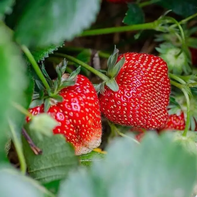Camarosa Strawberry Plants | June Bearing | Buy 4 Get 1 | Early Harvest, Large, Sweet Berries | Perfect for Containers & Growers | Non GMO