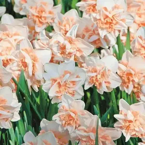 Daffodil Bulb- Delnashaugh Double flowers. FALL PLANTING