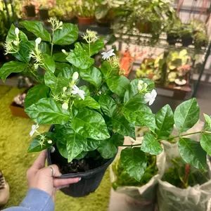 Jasmine Bush - 6” pot - fragrant