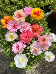 10,000 Portulaca Seeds - Double-flowered Moss Rose Annual Perennial Flower Seeds for Planting Outdoors Non GMO Mixed Colors Large Blooms Attract Pollinators Easy to Grow All Seasons