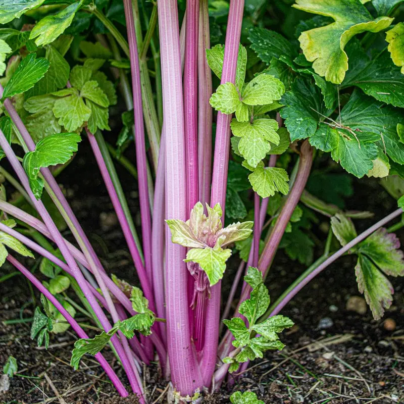 Chinese Pink Celery Seeds (Apium graveolens) – Unique pink-stemmed celery with a crisp texture and aromatic flavor, excellent for salads, stir-fries, and soups.