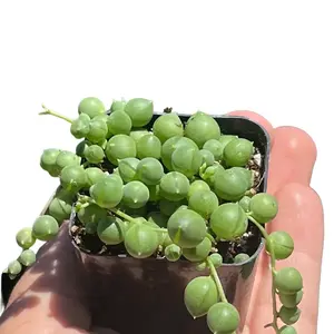 String of Pearls Senecio Rowleyanus 2 Inch Pot - Delicate Cascading Succulent for Garden Decor String of Pearls Senecio Rowleyanus 2 Inch Pot - Delicate Cascading Succulent for Garden Decor
