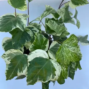 6” Algerian Ivy, Variegated Ivy, Hedera canariensis, Canarian ivy, Draping Trailing Vine Containers, House Plant, Evergreen Ground Cover