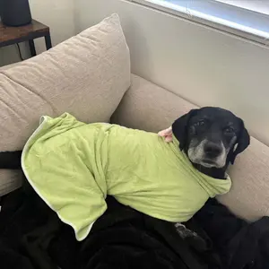 Cute Dinosaur Pet Bathrobe, Quick-Dry Super-Absorbent Dog Towel Robe with Adjustable Straps, Multiple Sizes for Small, Medium and Large Dogs, Grooming Goods, Grooming Supplies