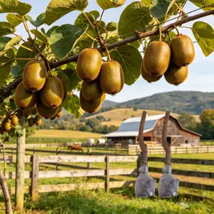 (HP#FF)Yellow Kiwi Tree Seedlings – Easy to Plant, Home Garden, Backyard Fruit, Sweet Kiwi Harvest