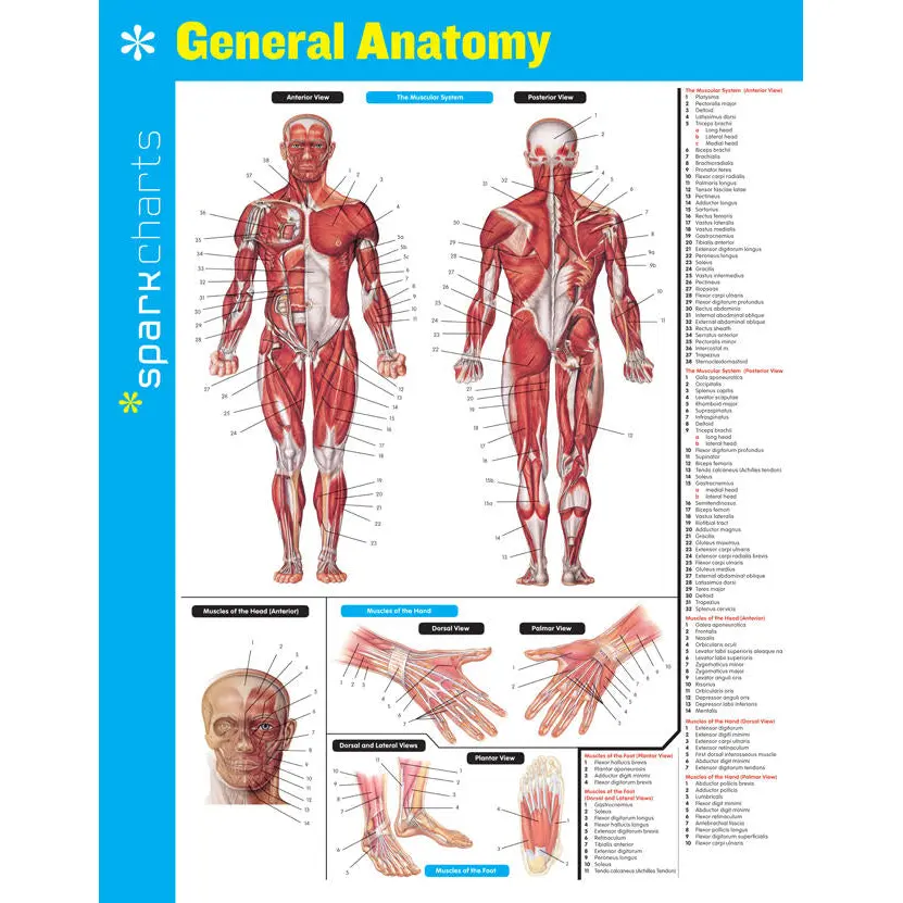 General Anatomy SparkCharts