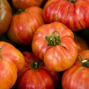 50+ Jumbo Beefsteak Tomato Rainbow Seeds for Planting, Heirloom Tomato Seeds for Garden
