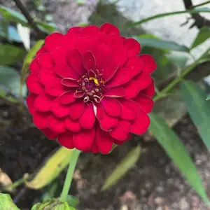 Product Review of GLOBAL PICK 4K Digital Camera with 180° Flip Screen, 16X Digital Zoom Vlogging Camera, Autofocus Camera, Including Wide Angle & Macro Lens, 32GB TF Card, Ideal Gift Choice, Photographic Kit from K**a G**n