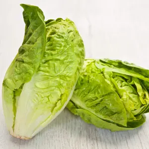 Organic Crisp Mint Lettuce Seeds (Lactuca sativa) – Refreshing Crunch, Romaine Type – Minimum: 150+ Seeds