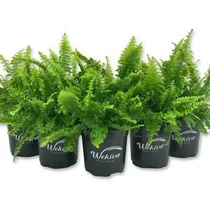 Boston Compacta Fern - Live Plants in 4 Inch Pots - Nephrolepis Exaltata Compacta - Beautiful Clean Air Indoor Outdoor Ferns from Florida