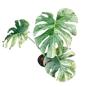 Monstera 'Green Snow' Tissue Culture Live Plant - Monstera Deliciosa