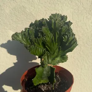 Euphorbia Emerald Mermaid Tail in a 6” Pot Live Houseplants