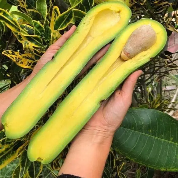 Long Neck Avocado