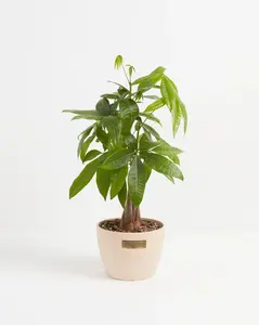 Medium Money Tree in Macadamia Eco Pot