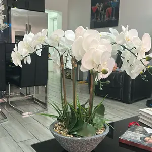 Decorative White Orchid Plant in Pot - As shown in the Image