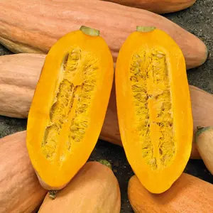 Winter Squash Seeds - Pink Banana Sesame Seeds in Yellow Packaging