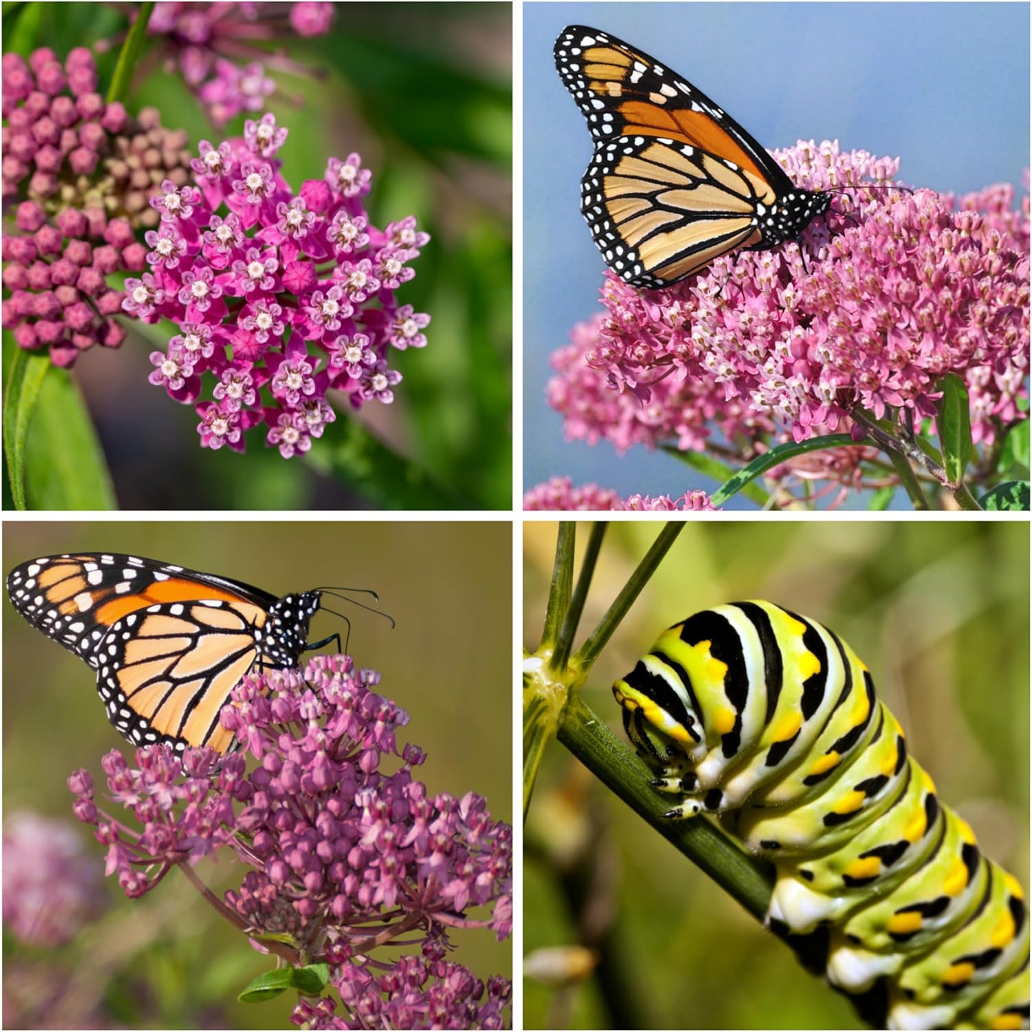 100 Milkweed Seeds for Monarch Butterflies Common, Showy, Butterfly and Rose Varieties Attracts Butterflies, Bees and Pollinators Heirloom Flower Seeds Wildflower Seed