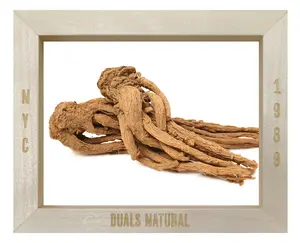 Angelica Root