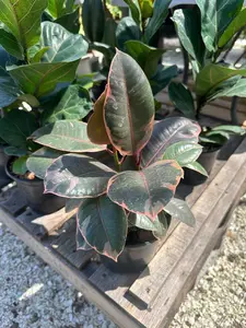 6" Ficus 'Ruby' ~ Rubber Tree ~ Bright, Indirect Light ~ Drought Tolerant ~ Easy Care, Perfect for Indoors