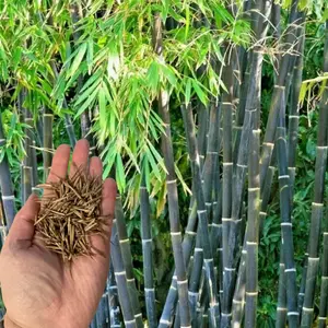 50 Purple Timor Bamboo Seeds- Rare Perennial Bamboo Plant Seeds, Fast-Growing Non-Invasive Variety for Garden Landscaping, Eco-Friendly Tall Decorative Grass for Shade Beds