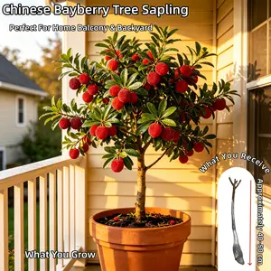 Sweet & Juicy Chinese Bayberry Tree - Dormant Bare Root Mature Plant Old Stump Ready for Spring