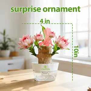 Brazilian Wood Hvdroponic Plant Lucky WoodSymbol of Luck Prosperity Easy to GrowIndoors Ceramic Tray Included EnhancesHumidity Reduces Stress brazilian lucky woodplant