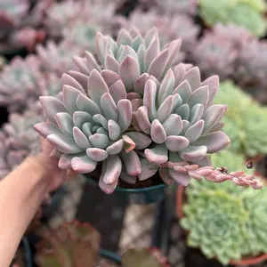 8” Opalina Echeveria Indoor Sculpture - Pet Friendly
