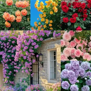 200 Pcs Color Climbing Rose Seeds for Outdoor Planting Flowers seeds for Garden Decoration