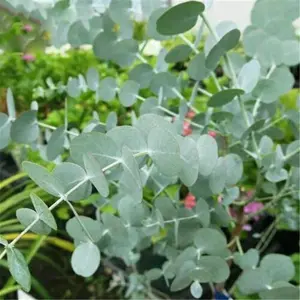 Eucalyptus Seeds – Hardy Evergreen Tree Seeds, Beginner-Friendly & Non-GMO, Easy to Grow for Garden, Pots, Indoor & Outdoor, Ornamental & Air-Purifying Plant, Perfect Gift for Gardeners