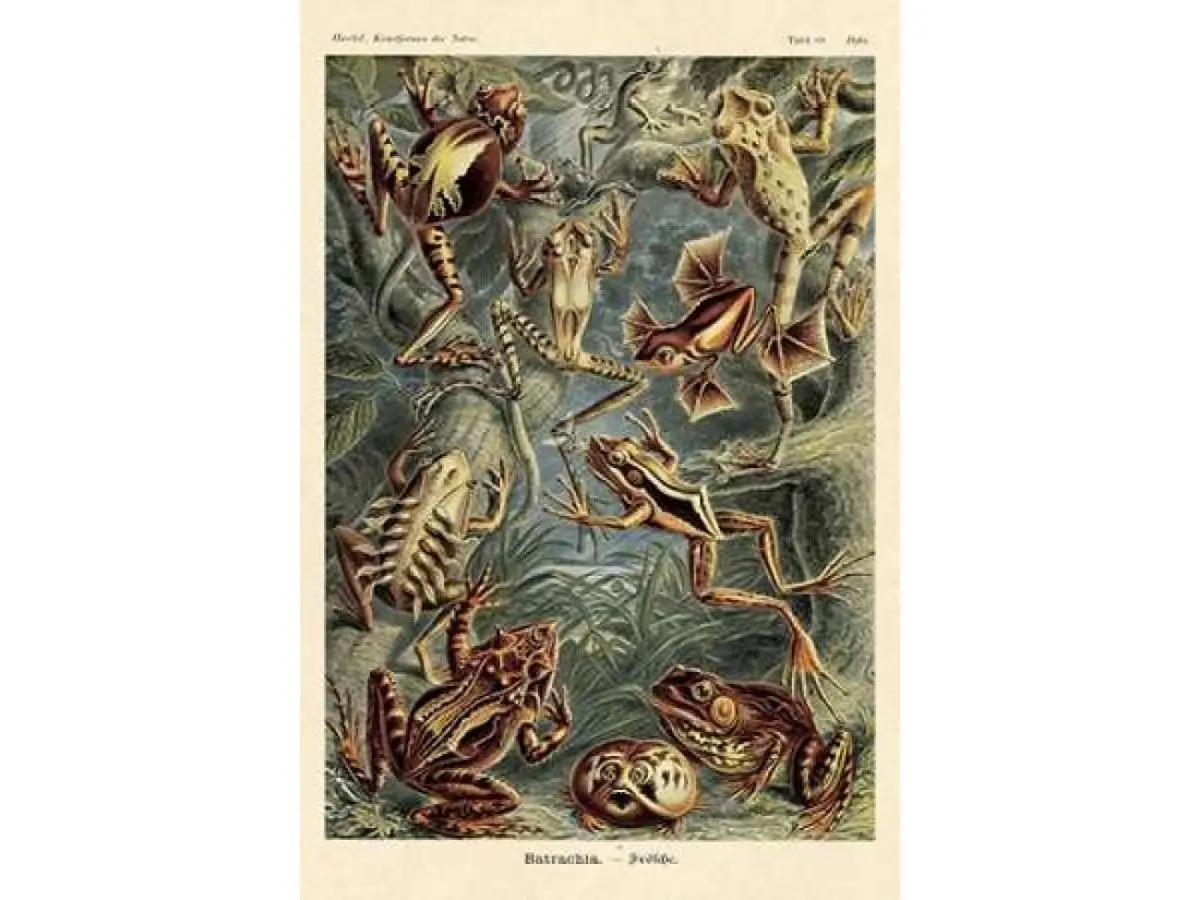 Bentley Global Arts PDX449711SMALL Haeckel Nature Illustrations - Frogs Poster Print by Ernst Haeckel, 12 x 18 - Small