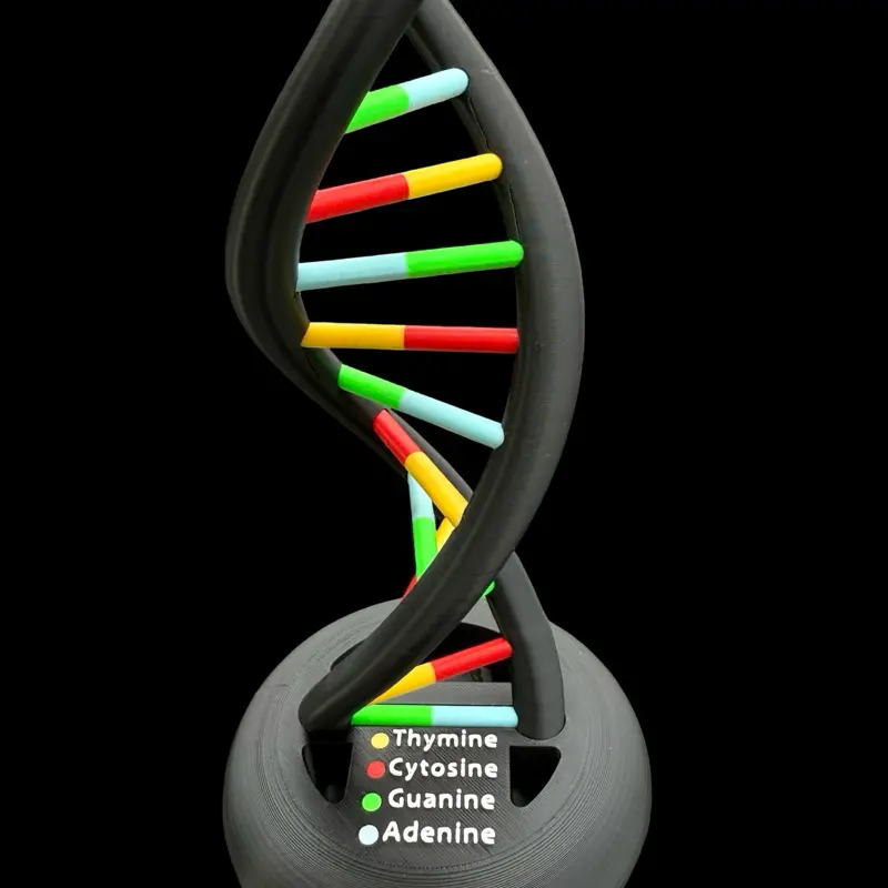 3D Printed DNA Model for Home or Classroom Display with Thymine ...
