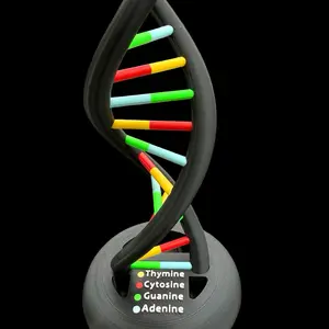 3D Printed DNA Model for Home or Classroom Display with Thymine Cytosine Guanine Adenine Markings