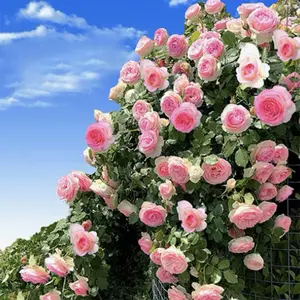 300pcs Pink Climbing Rose Vine Seeds - Amazing Growth and Beautiful Roses