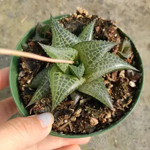 Haworthia venosa subsp. tessellata Veined Haworthia